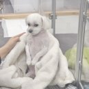 희희퍼피 이미지