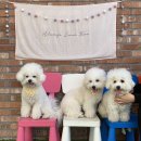 루체인알티스 이미지