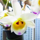 대포초등학교 이미지