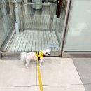 지나펫살롱 | 김포 구래동 마리 단골 미용실