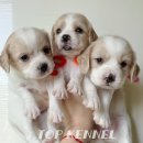 테디 켄넬(TEDDY KENNEL) | 카바푸분양 친근하고 애교만땅 카바푸를 아시나요?