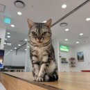 캣플 | 캣플 탄현 아이랑 벌써 n회차 방문 후기 (캣플헤븐 일산,파주 고양이카페)