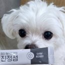 완도동물병원 | 강아지 영양제 후코이단 함유 진짜 정직한 성분 라이펫 진정성 TF 종양 보조제