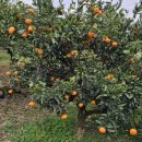 금오름농장 이미지