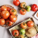 토마토마(tomatoma)