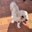 성서공단로 | 달서 반려견 놀이터 가성비 최강 대구 공공형 놀이터 이용후기, 꿀팁