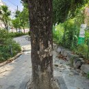 당산초교 이미지