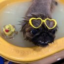 꼬망스펫 이미지