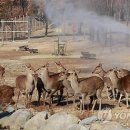 구성사슴농장 이미지