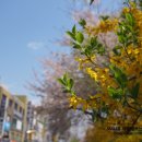 양월약국 이미지