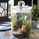 책상 위의 작은 정원, 테라리움 만들기 이미지