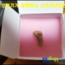 밝은귀보청기 이미지