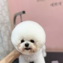 피카소 동물병원 미용 이미지