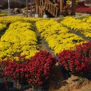 시래기코다리찜 이미지