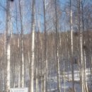 자작나무 펜션2 이미지