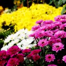 국화축제장 입구 이미지