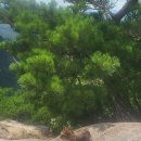 강아지랑고양이 이미지