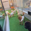 옐레드 애견유치원 & 애견호텔 대전노은점 이미지