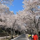 십리벚꽃산장 이미지