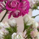 퍼플크라운 이미지