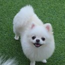 놀러오개 애견유치원 애견호텔 기흥점 이미지