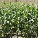 덕풍산장 이미지