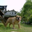 명품켄넬 이미지