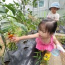 방울토마토 수확♡ 이미지