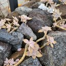 해솔 초등학교 병설유치원 이미지