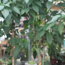 화가의정원 이미지