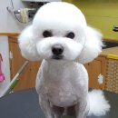 더데일리펫샵 이미지