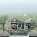 【인제 여행】 이슬비 내리는 천상의 화원, ‘곰배령’ 트레킹 후기