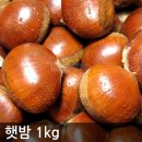 밤