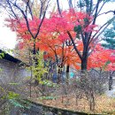 덕수궁길 Daum카페