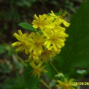 어죽이네철렵국 이미지