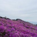 (주)청우정보시스템 | 대구4월가볼만한곳 비슬산참꽃축제 4년만에 마주한 역대급 핑크빛 바다, 4월 22일 방문후기