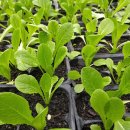 스마트팜 이미지