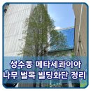 사평빌딩 앞 | 성수동 메타세콰이아 나무 벌목 빌딩화단 정리