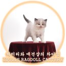 랙돌캐터리 아이돌스 전주고양이분양 이미지