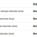 Nervous necrosis virus (NNV. VER)의 학명 변경 이미지