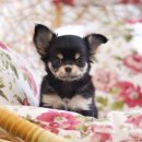 퍼피가든 이미지