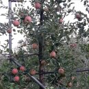 자운농장 이미지