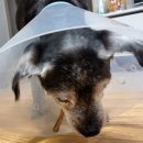 오마이댕스 이미지