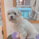 강아지는 미용빨 이미지