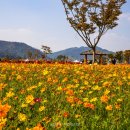 황산조경