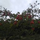 숲속 게르 하우스 이미지