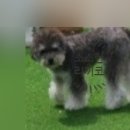 꼬순내 멍치원 네이버블로그