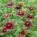 루드베키아 이미지