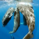 BD Cooperate 이미지