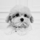 은하수펫샵 이미지